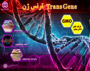 طراحی جلد و صفحه آرایی